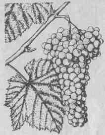 Европейско-азиатский вид (Vitis viniferaВ L.). 