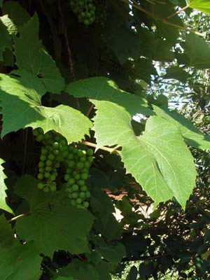 Производство столового винограда