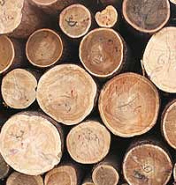 Породы древесины