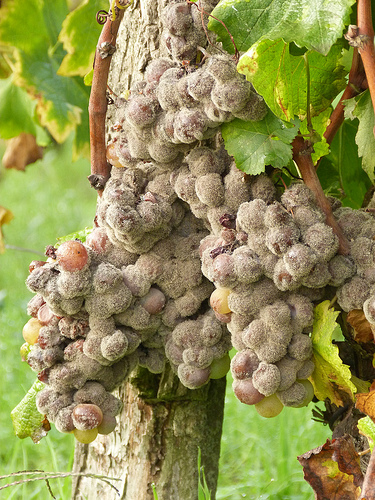 Виноградарство за рубежом