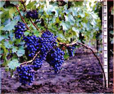 Выращивание саженцев винограда с готовым штамбом